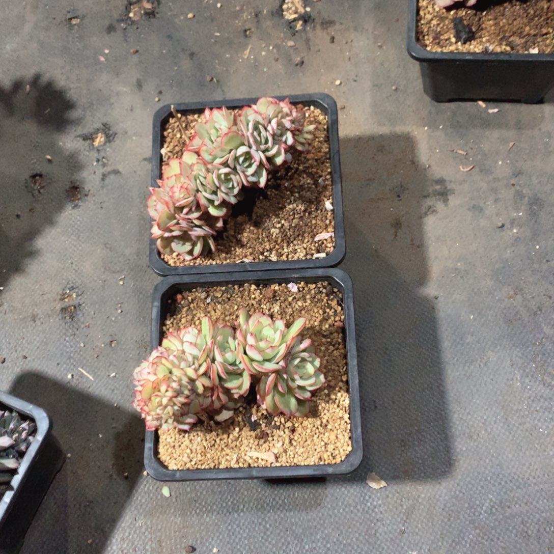 多肉植物多肉植物