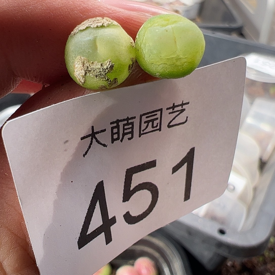 一物一拍。          451