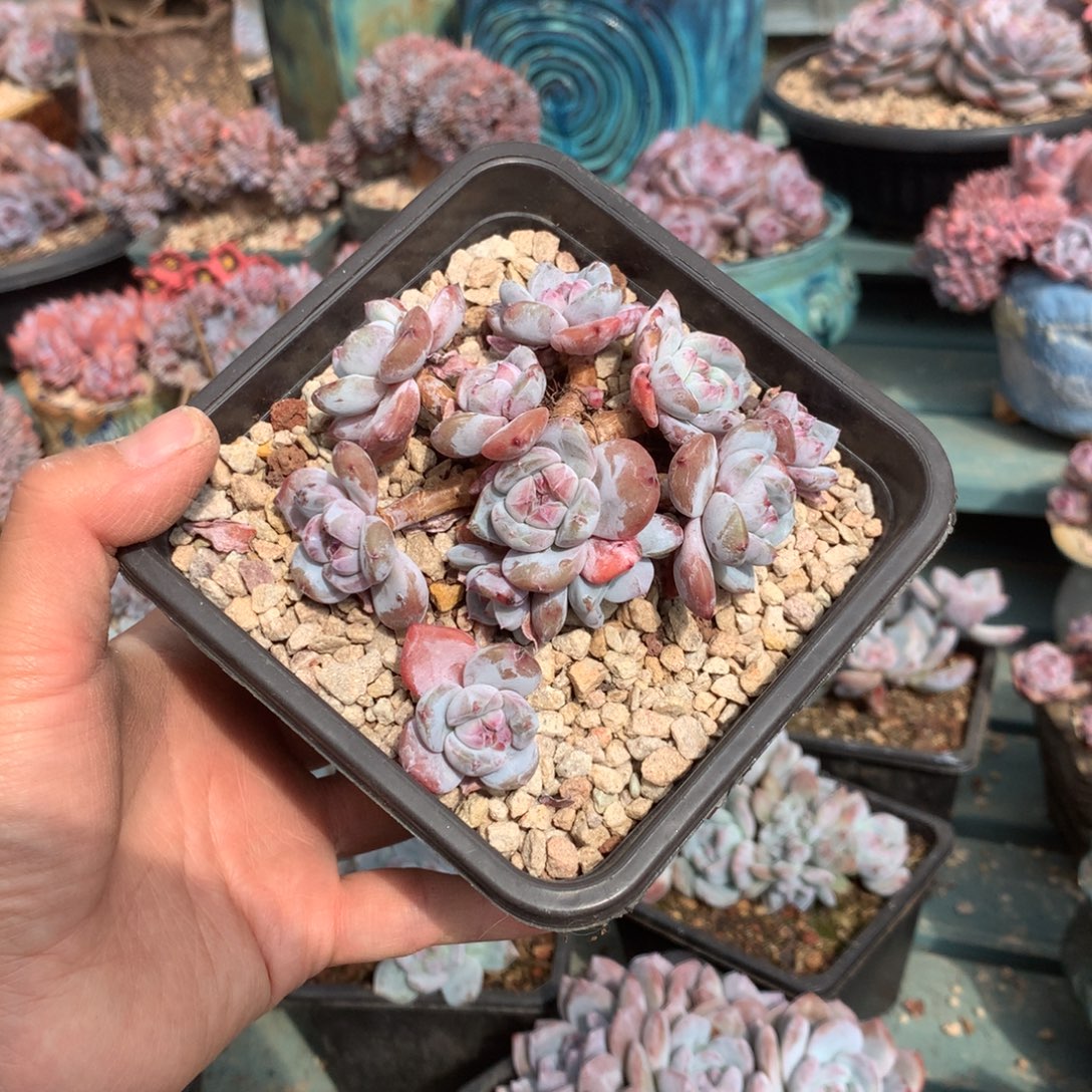 无花朵蓉蓉哈哈哈哈哈哈哈