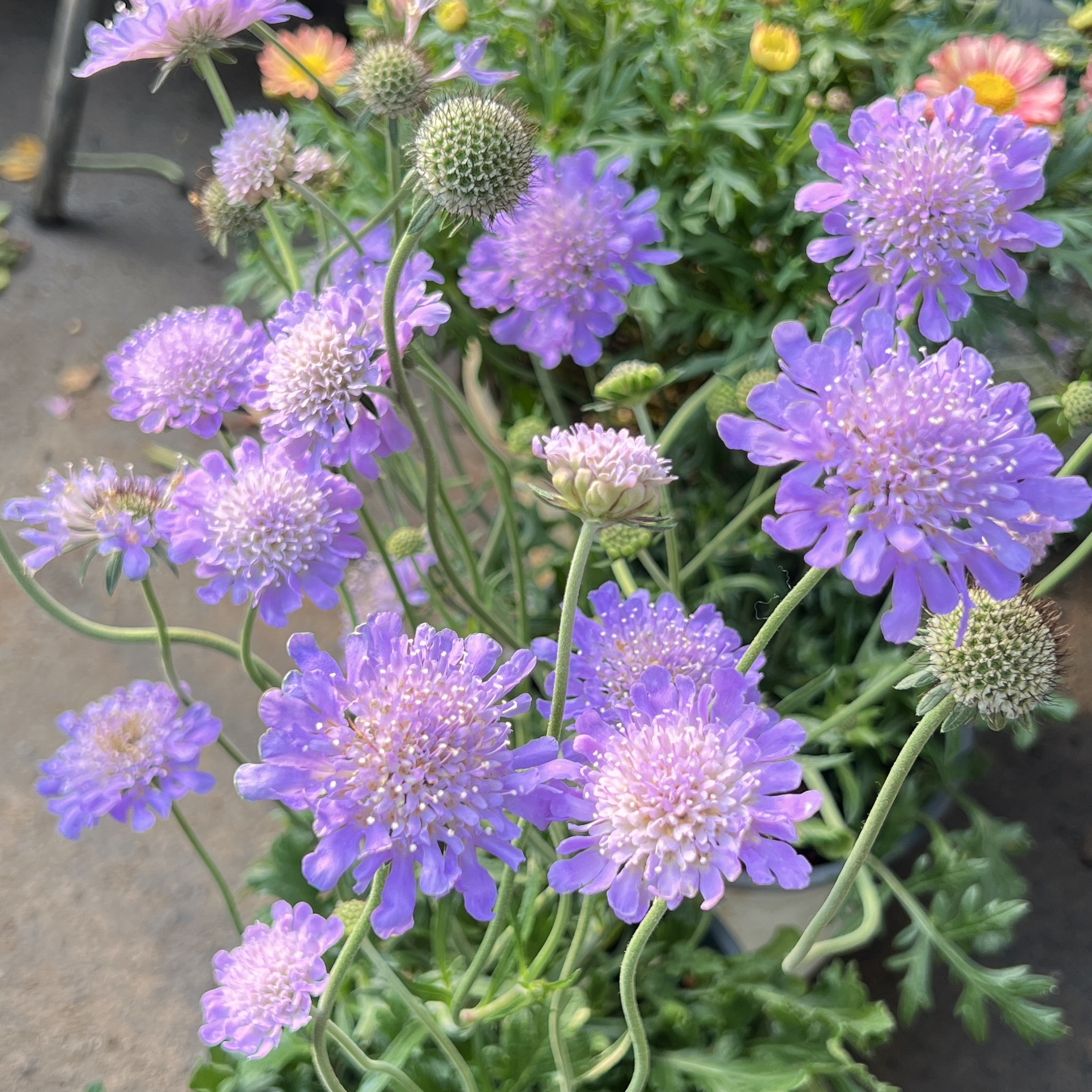 蓝盆花盆栽丛生庭院植物清香新手易养护爆花强喜水