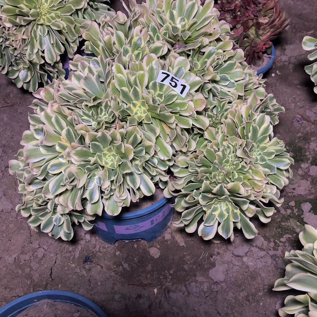 绿豆沙法师15-14包邮法师