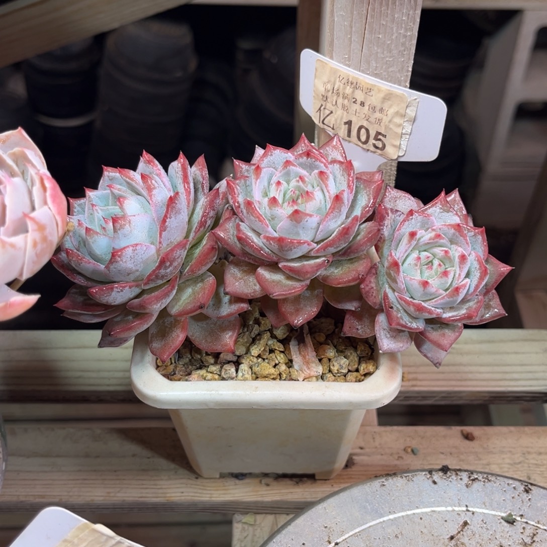 粉蓝鸟朵朵duotayino