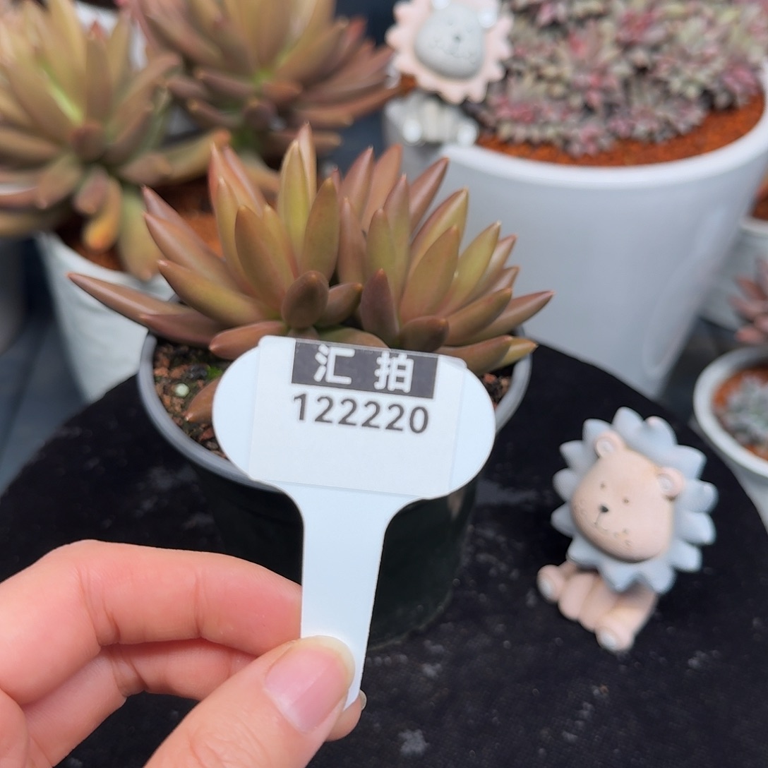 精品多肉植物122220