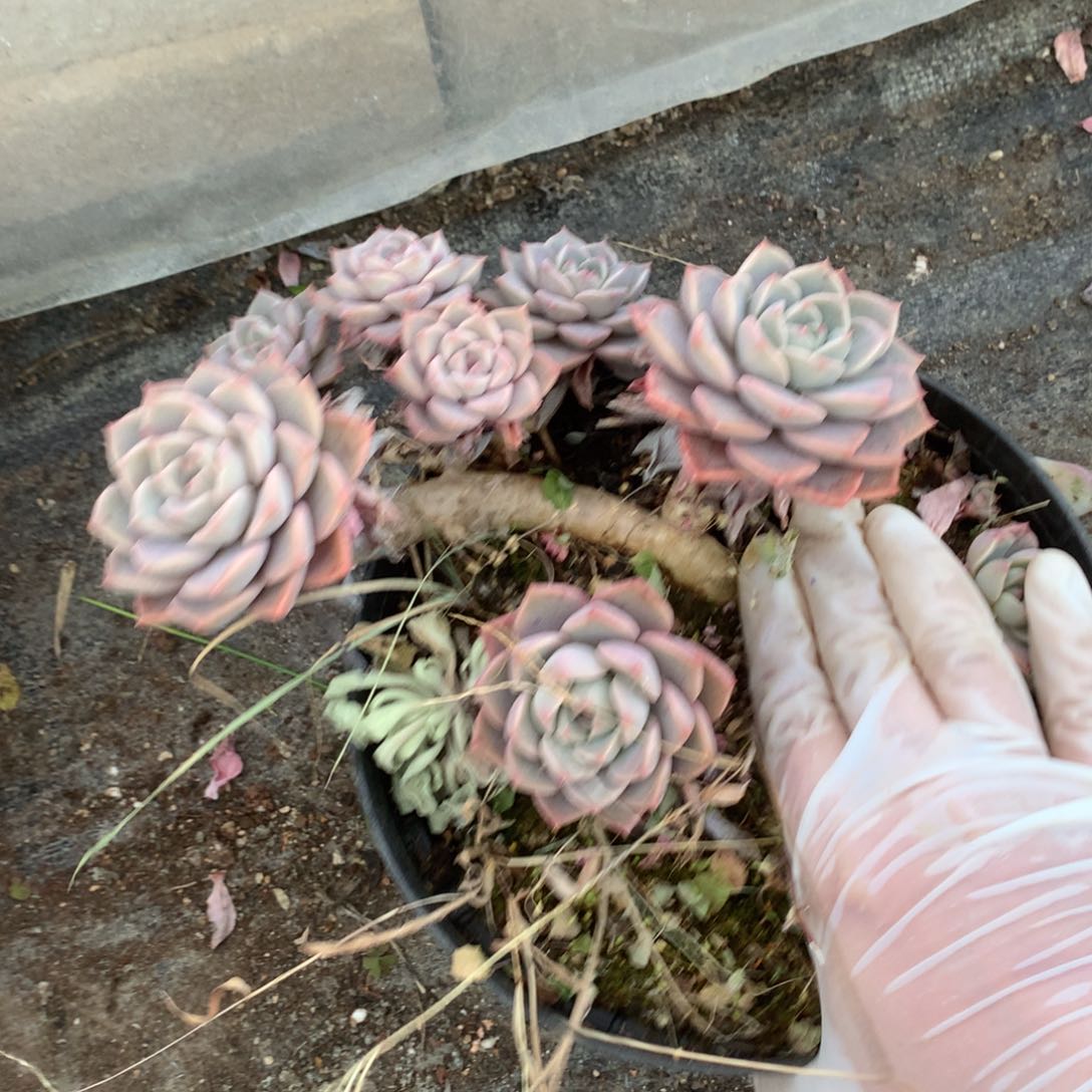 红粉佳人瑕疵不售后