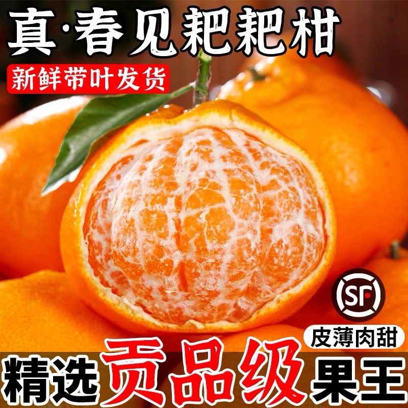 正宗四川春见耙耙柑当季新鲜水果香甜多汁手剥柑橘