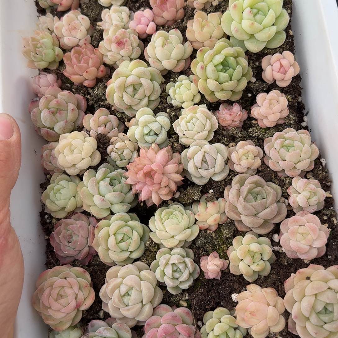 杂交新品珍妮多肉603