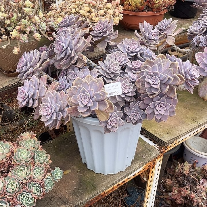 o***o紫乐石化锦，一物一拍