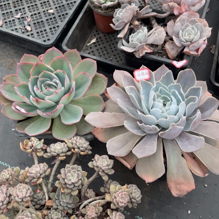 梦***分美国蓝光粉布偶pi OK