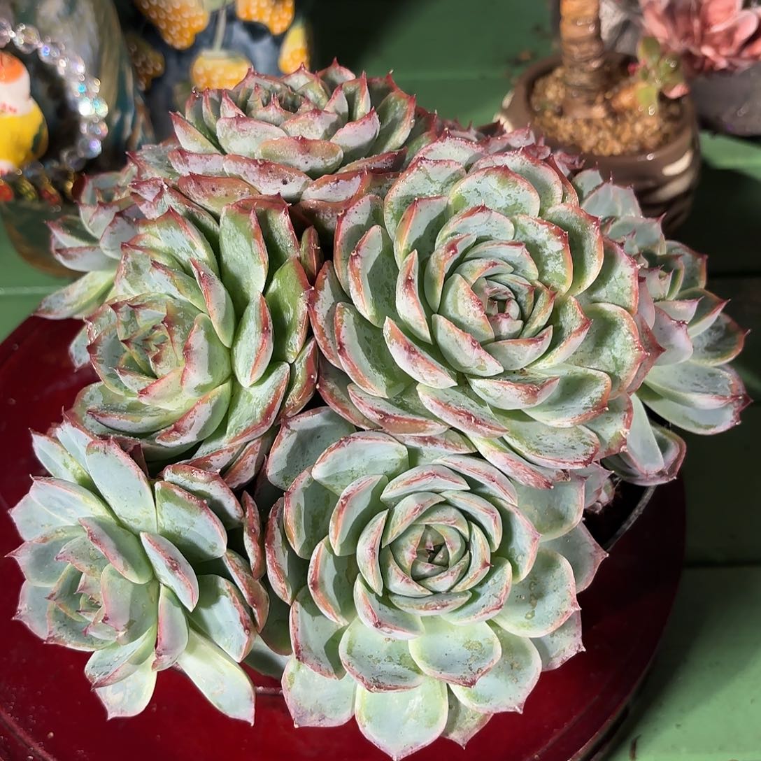 多肉植物啦啦啦啦啦