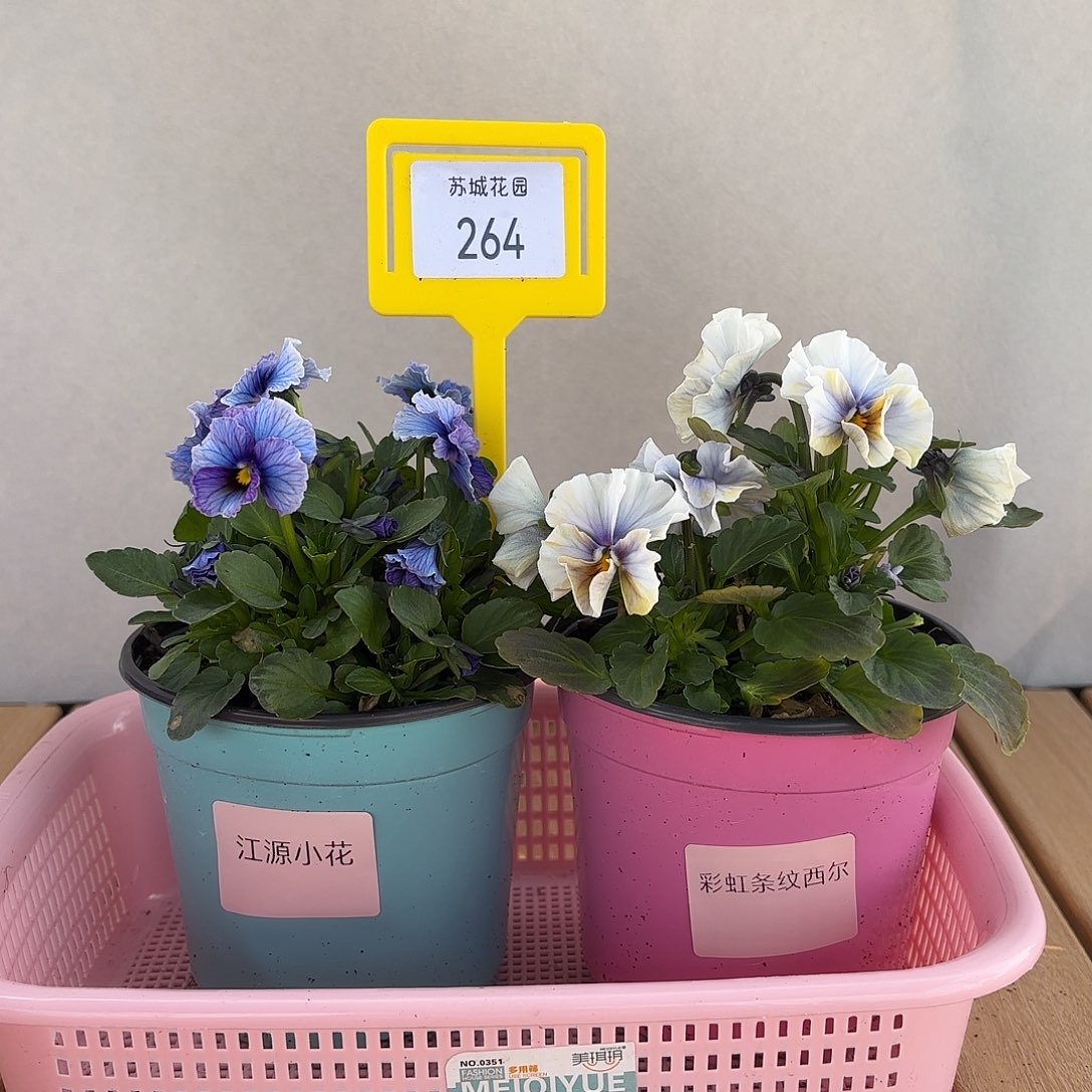 大部分开放少量花苞264