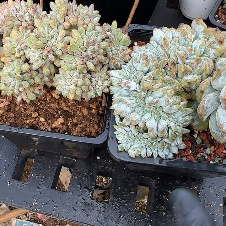 我***合青蛙王子儿童牙膏套装11