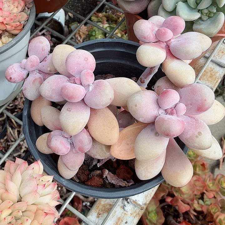 丸叶桃蛋多肉植物