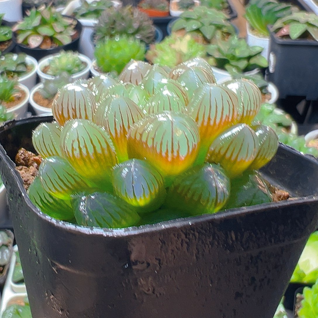 洛神玉露多肉多肉多肉