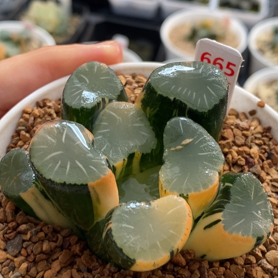 665号欧大宝实生万象锦