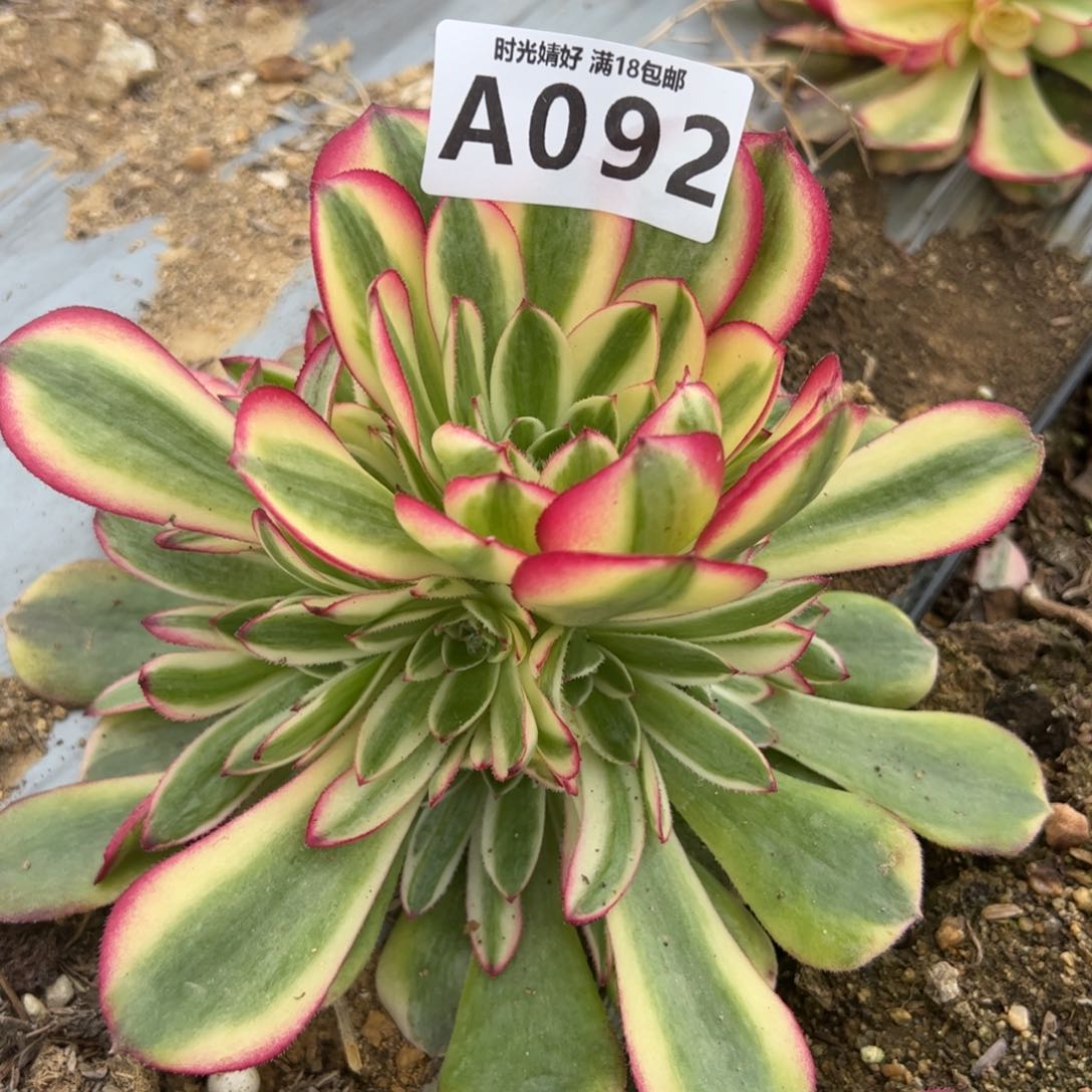 092荔枝多肉植物