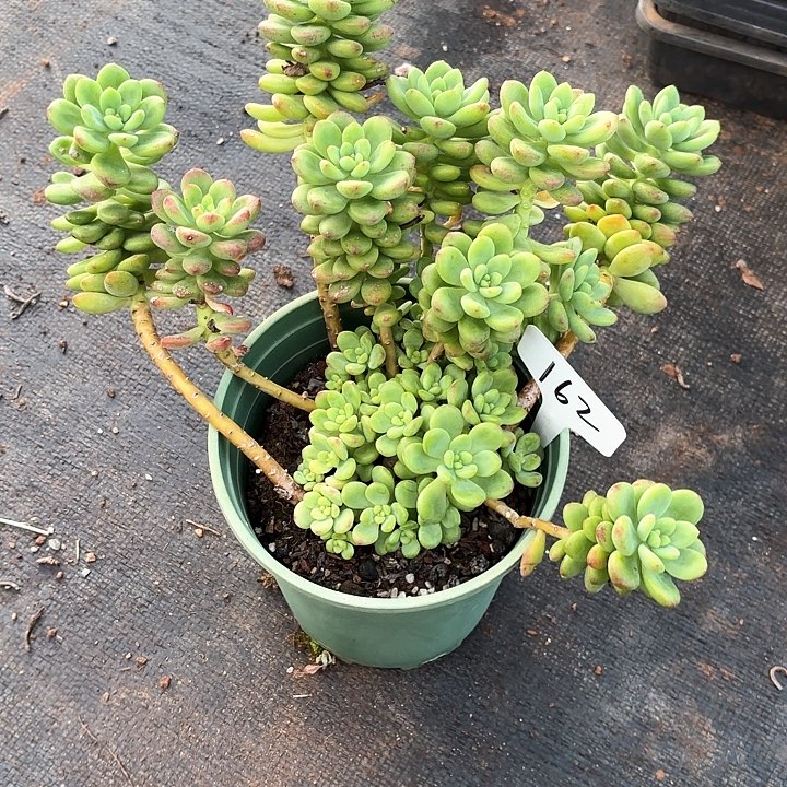 多肉植物，香格里拉162号