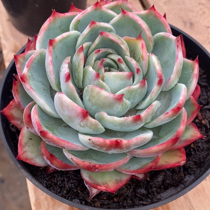 ?****多肉乐园精品惊鸿仙子