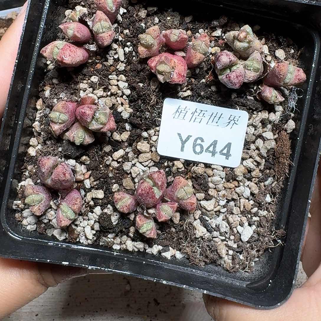 1颗一组量拍多肉植物哇d c