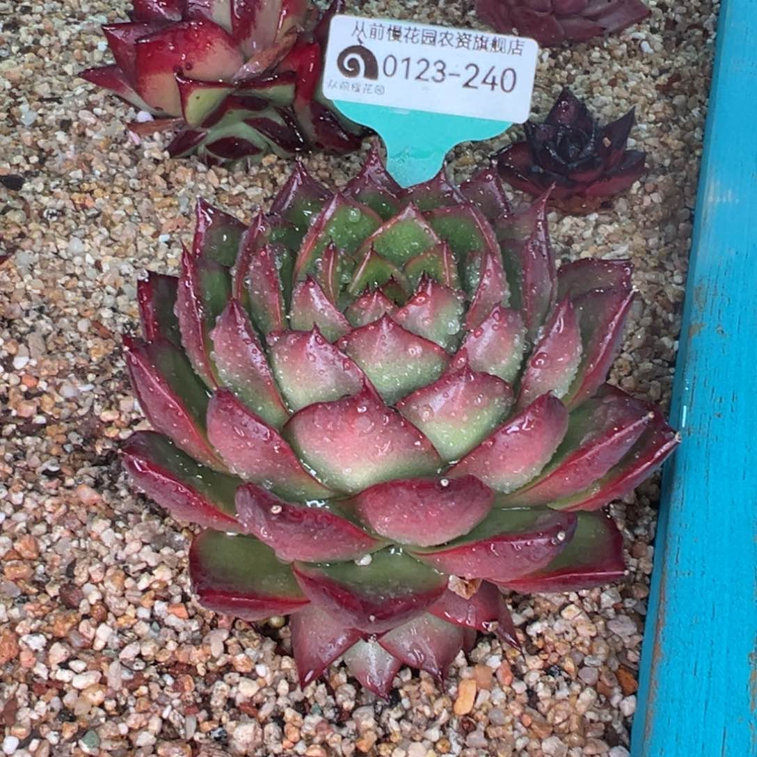 从前慢多肉精选编号0123.240