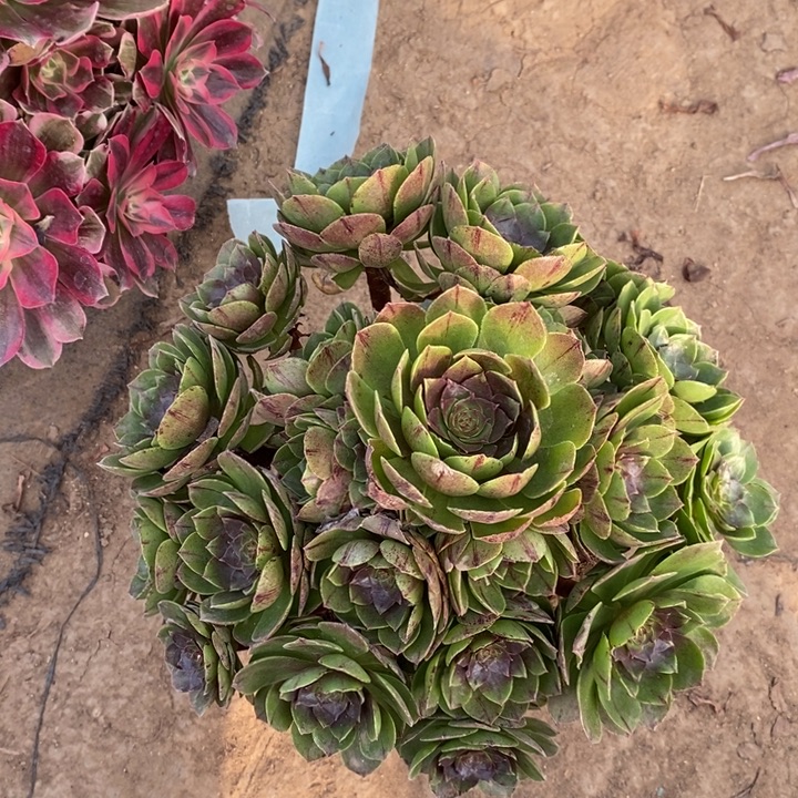 万拉丝48多肉植物法师法师