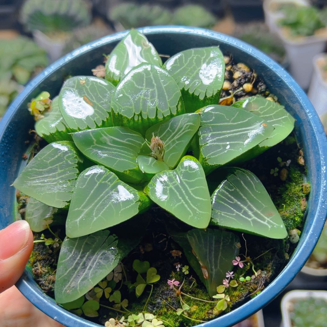 加仑盆月影母本玉露一颗