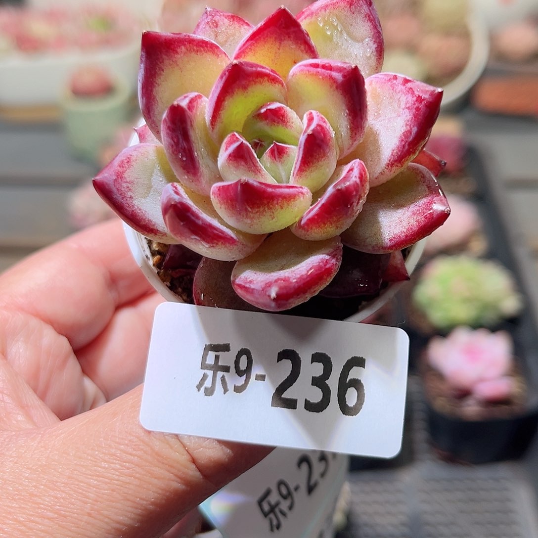 乐9-236 醉霞单头 