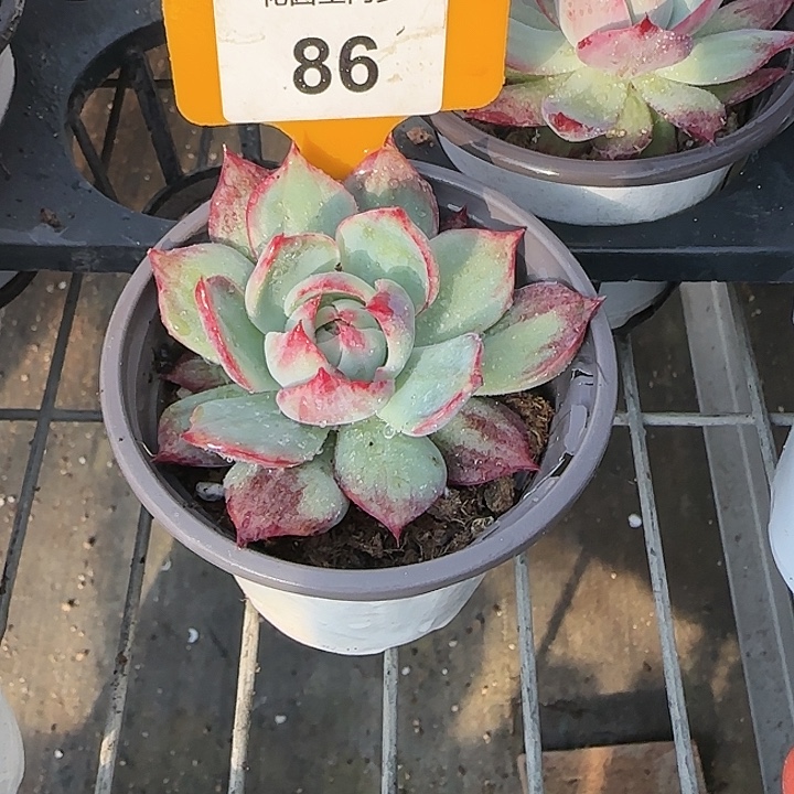 玉***饭86 惊鸿仙子多肉植物6-9cm