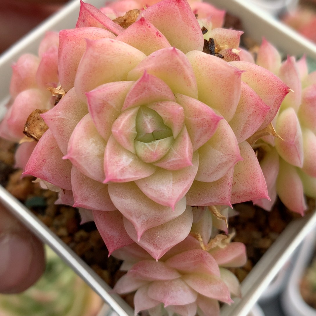 0126-23 潘多拉 不包整