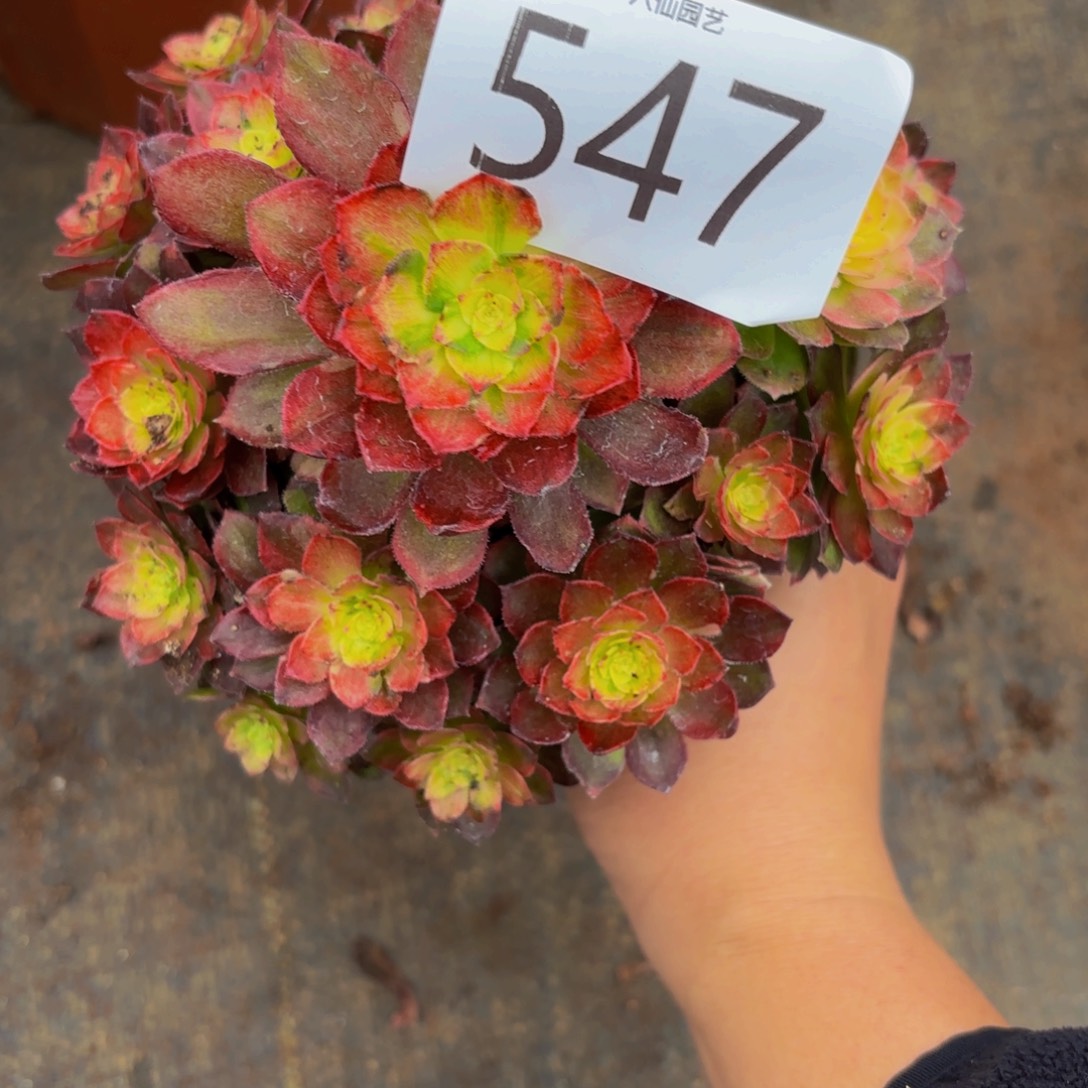 棉***堂547多肉植物龙鳞tejia 