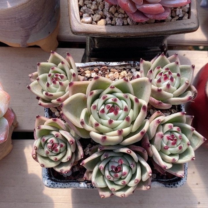 蓝龙 h h j p 666