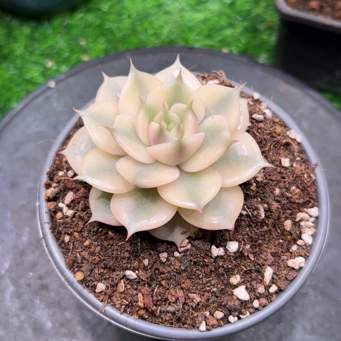 燕***儿小的不要替换大的，补差价。