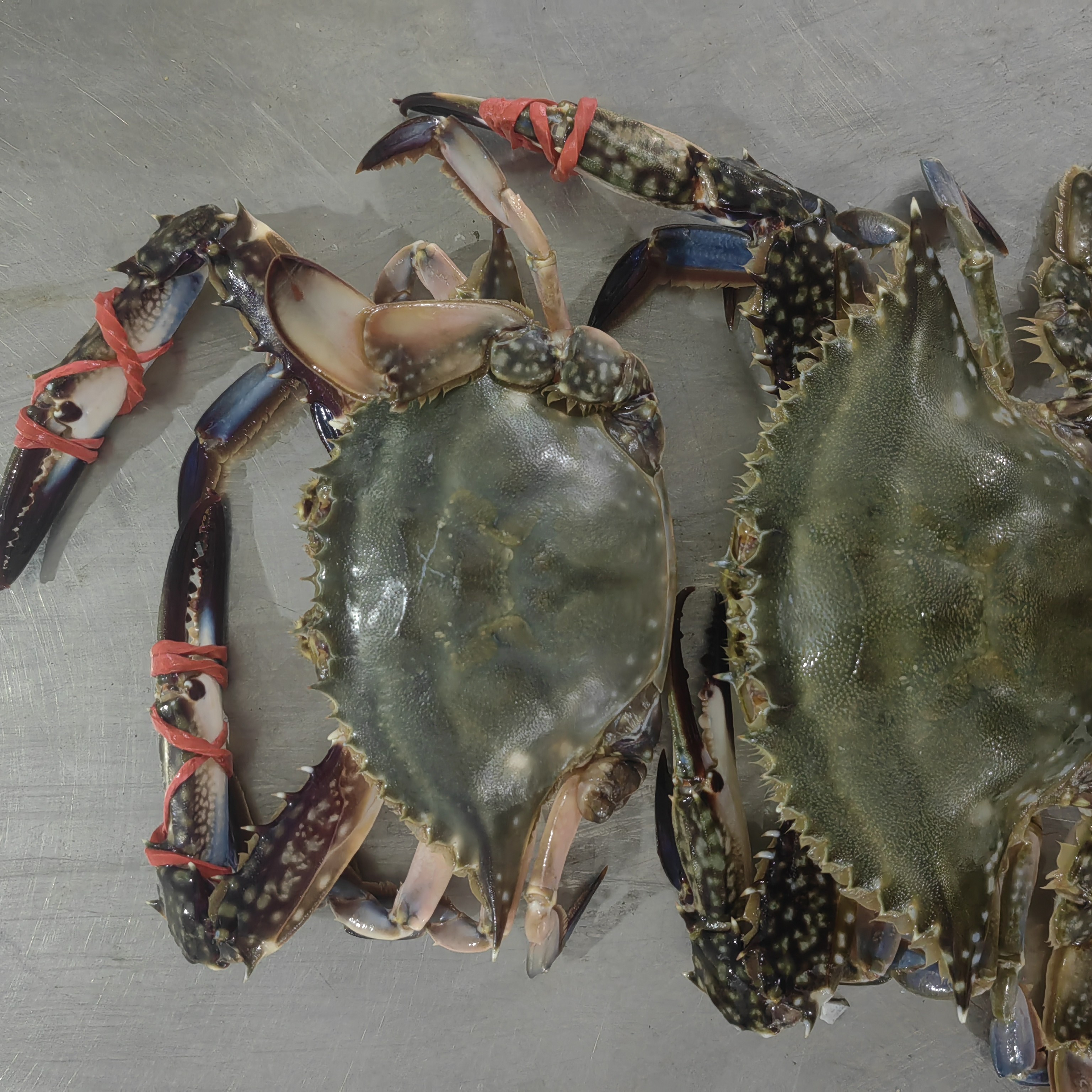 【保鲜不保活】东港全母梭子蟹母没黄3斤单只2-3两左右不保全腿