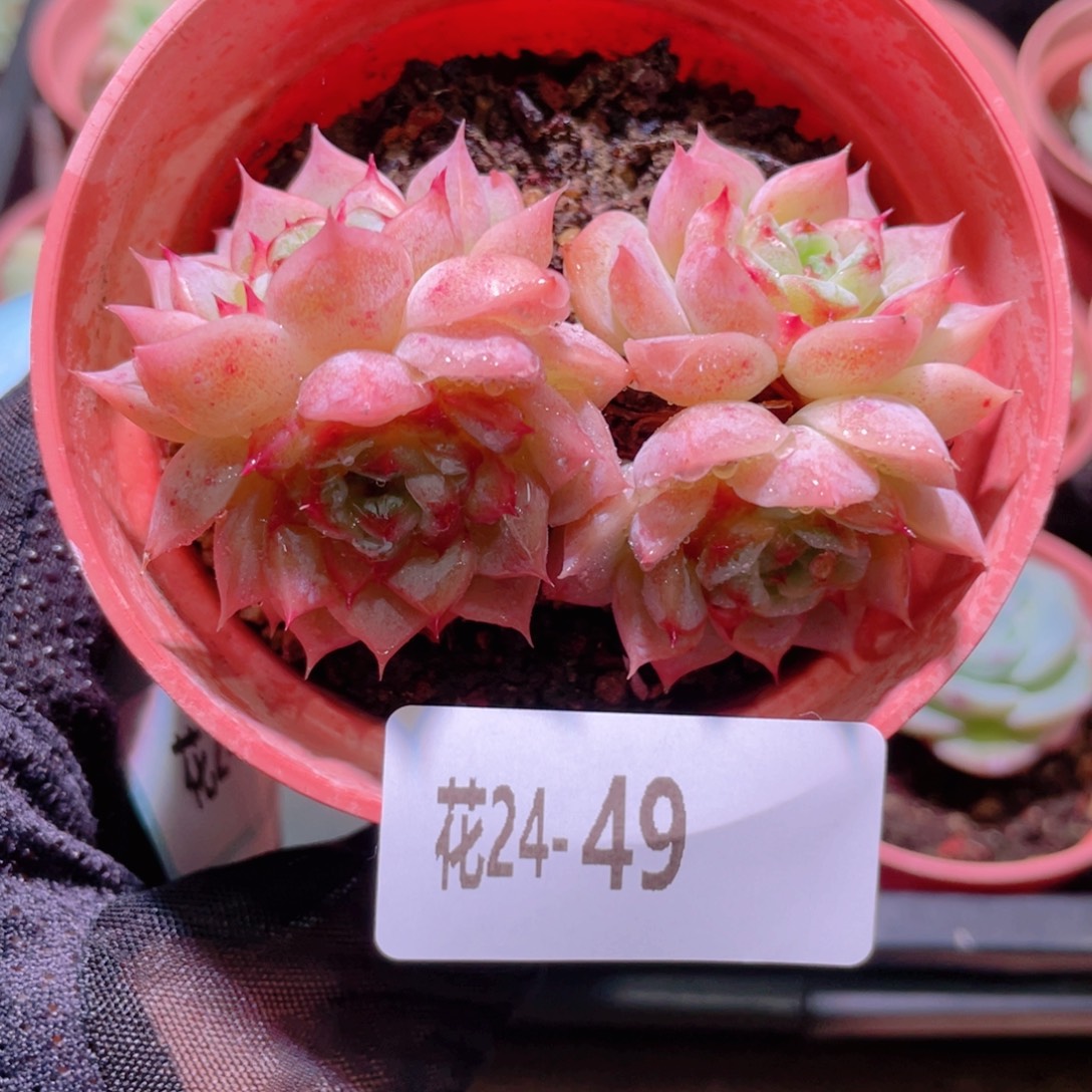 花利美24-49天鹅绒