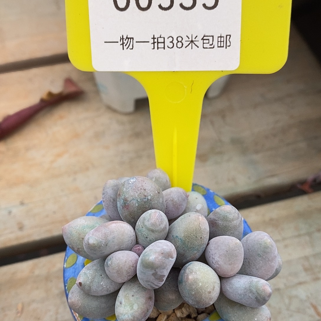 00535，阿图璐璐头发姐姐