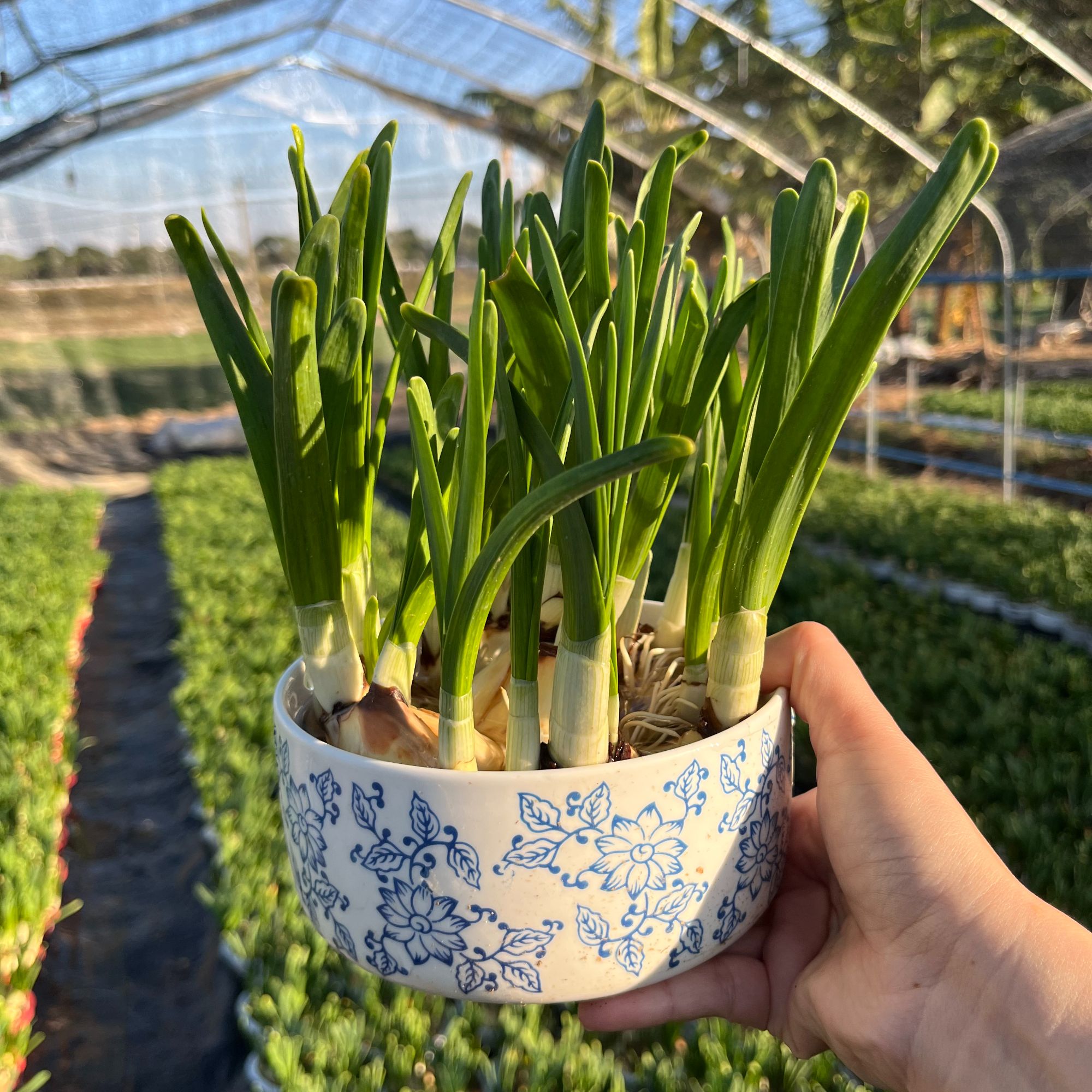 【大青花瓷带盆发货】漳州水仙花种球水培正宗高档特级年宵货