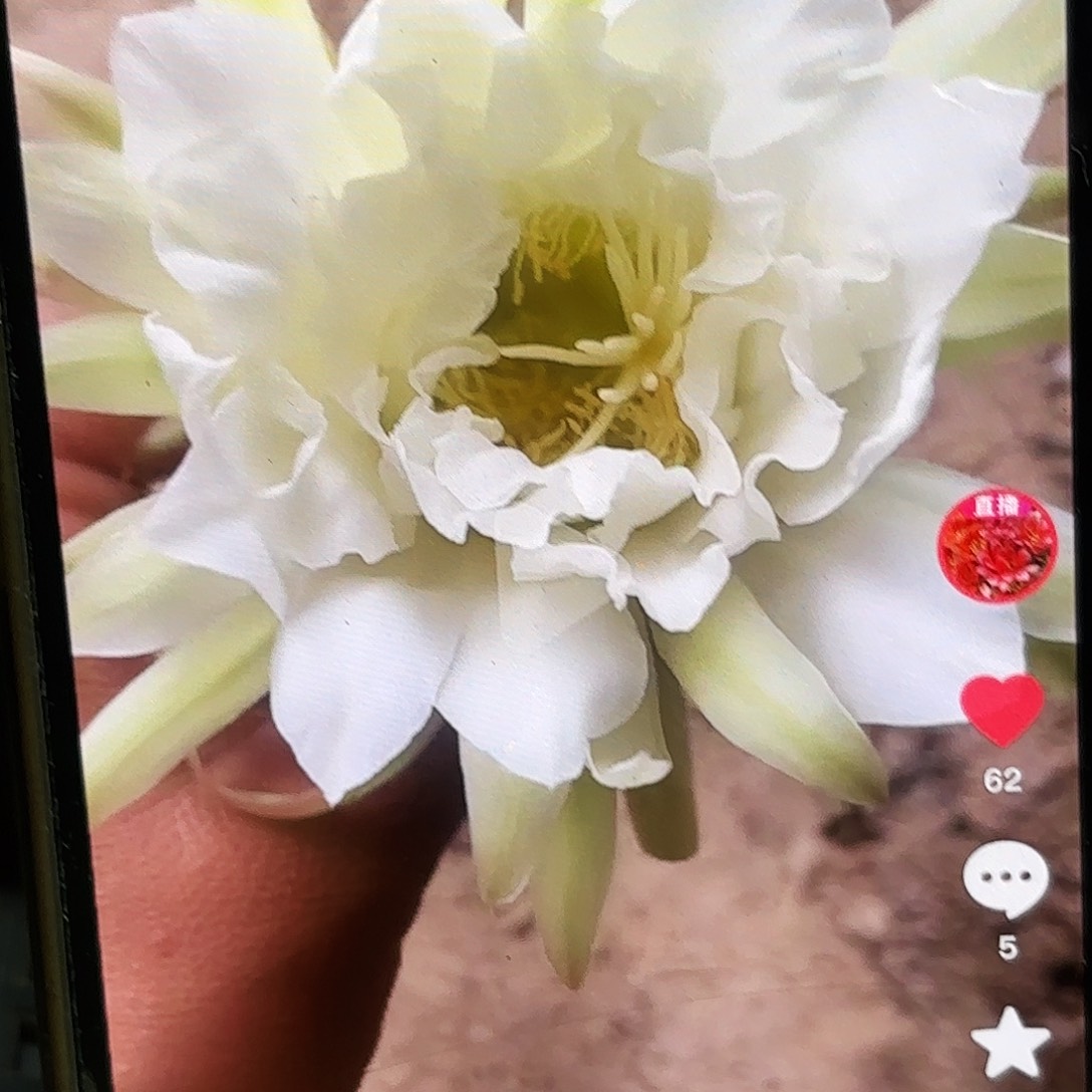 鹦鹉毛颗侧牙20包邮27