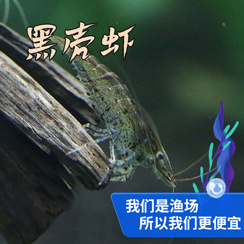 黑壳虾除藻虾鲜活观赏虾淡水晶虾极火宠物虾鱼缸工具