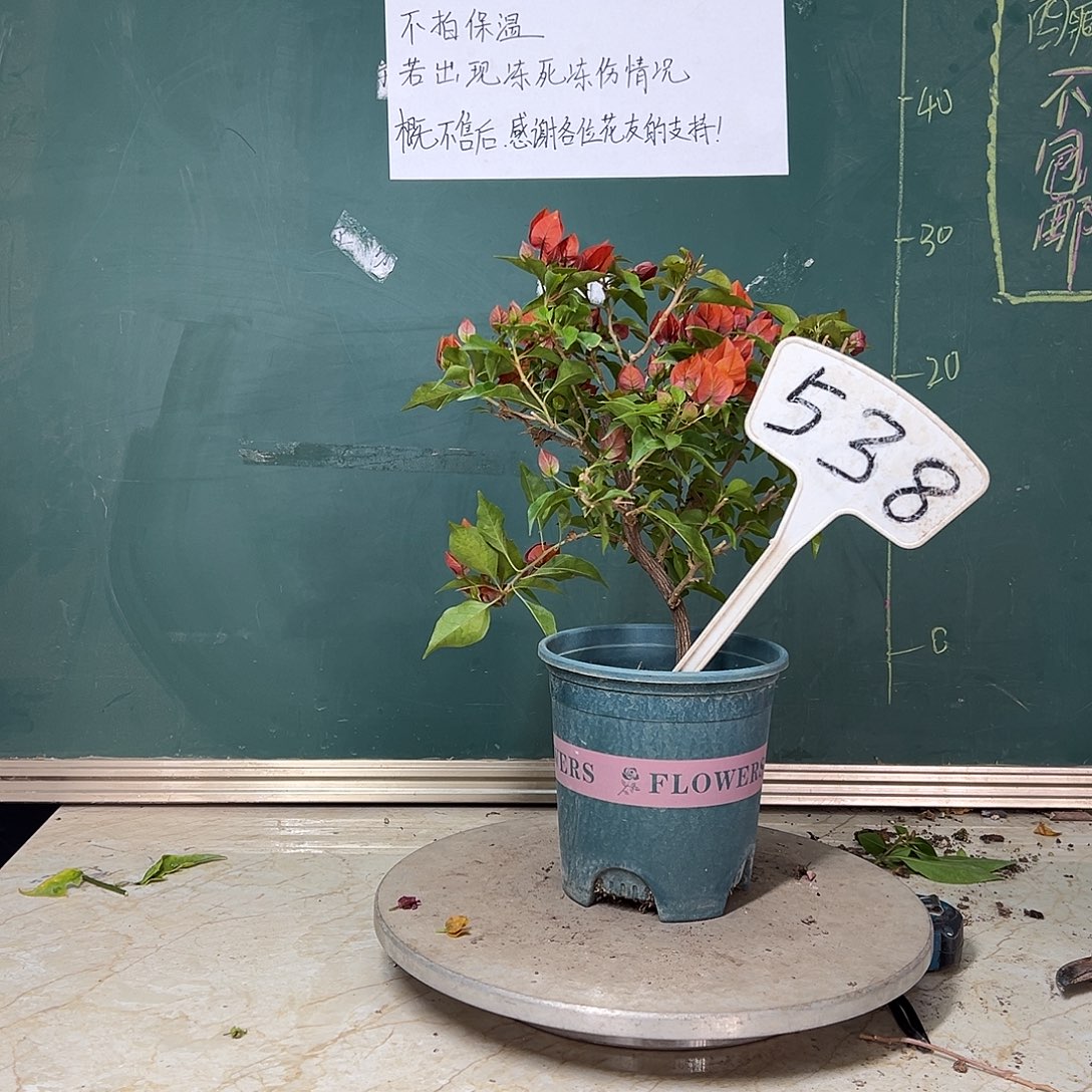 完全开放暗斑热火桑巴538