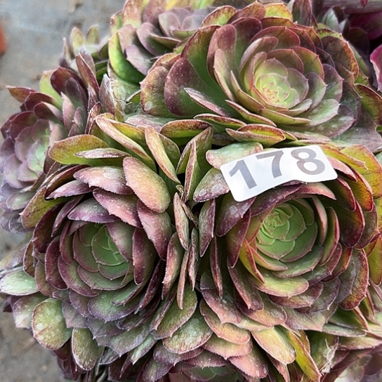 郭****）多肉植物一个