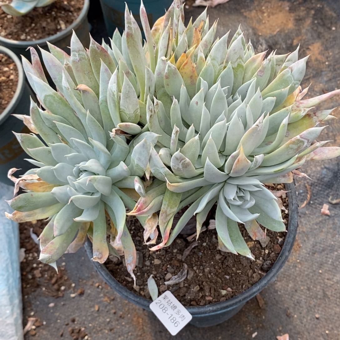 186号苹果叶粗腿子