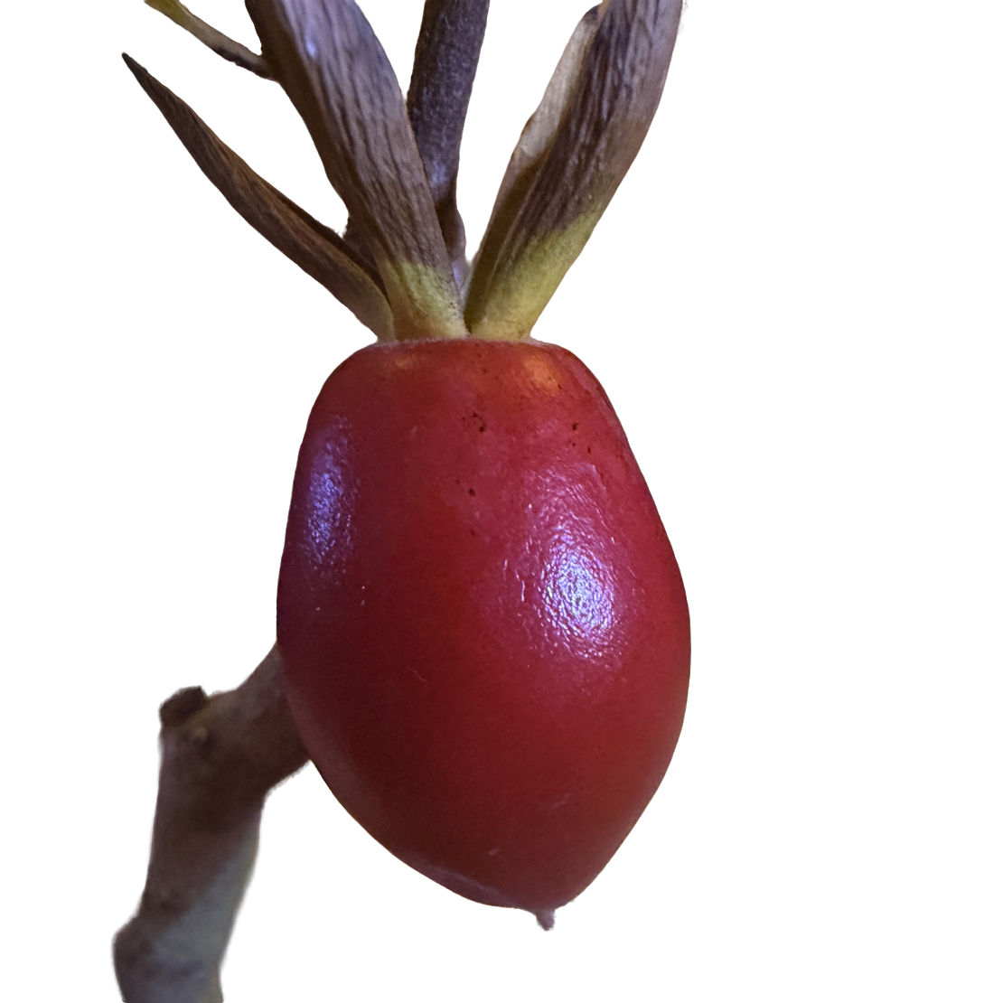 老鸦柿品种（直播中使用）