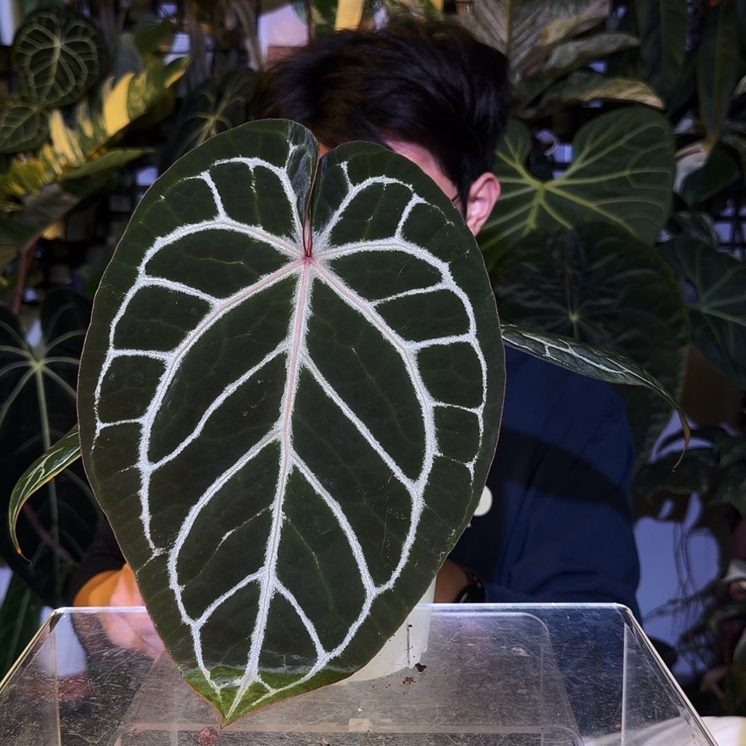 完全开放V115红水晶