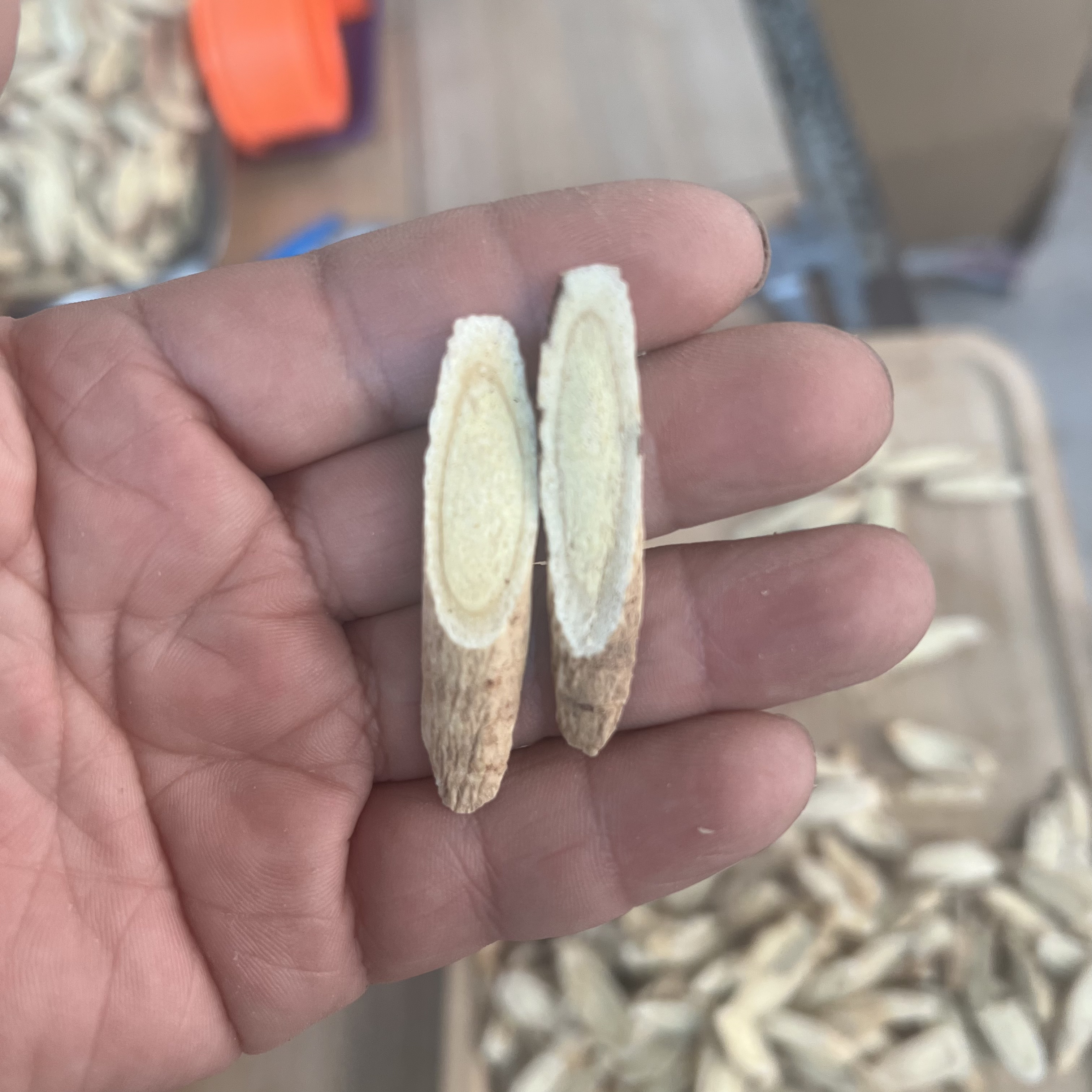 （黄芪小片）甘肃原产地种植黄芪小片泡水搭配枸杞