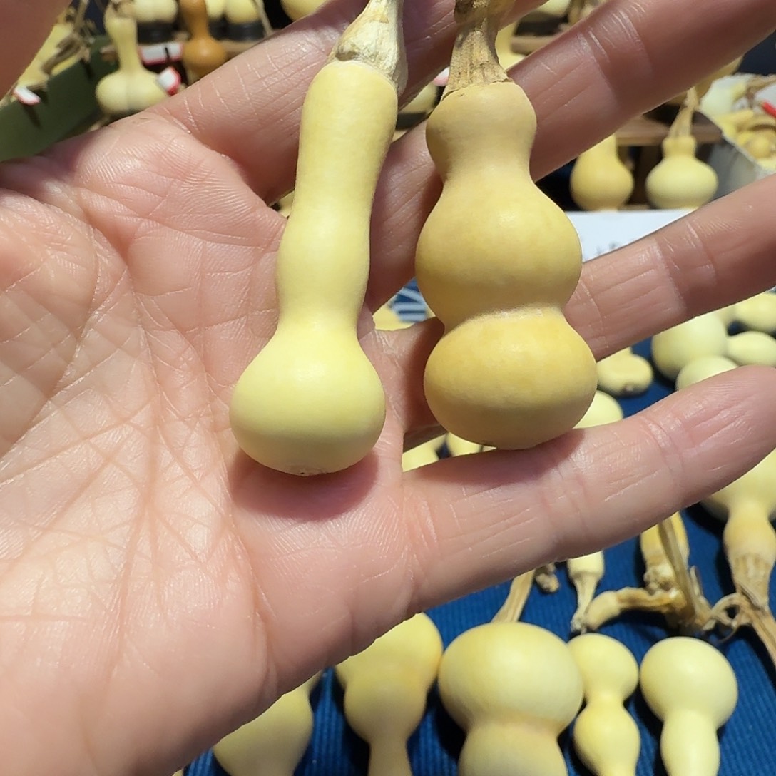 天***健葫芦葫芦根是个不错选择哦