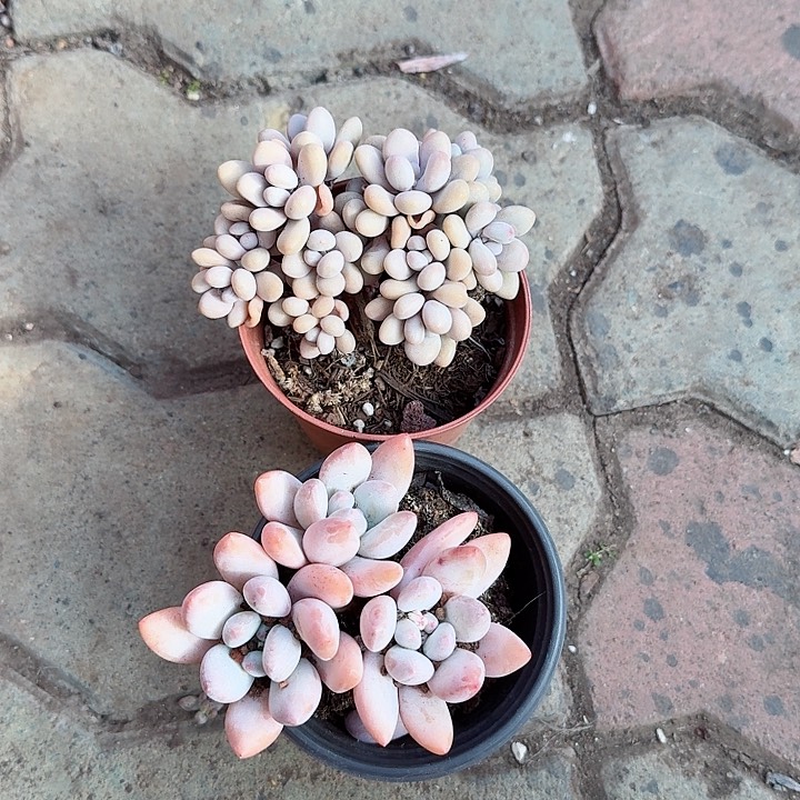 香水➕桃蛋多肉植物精品