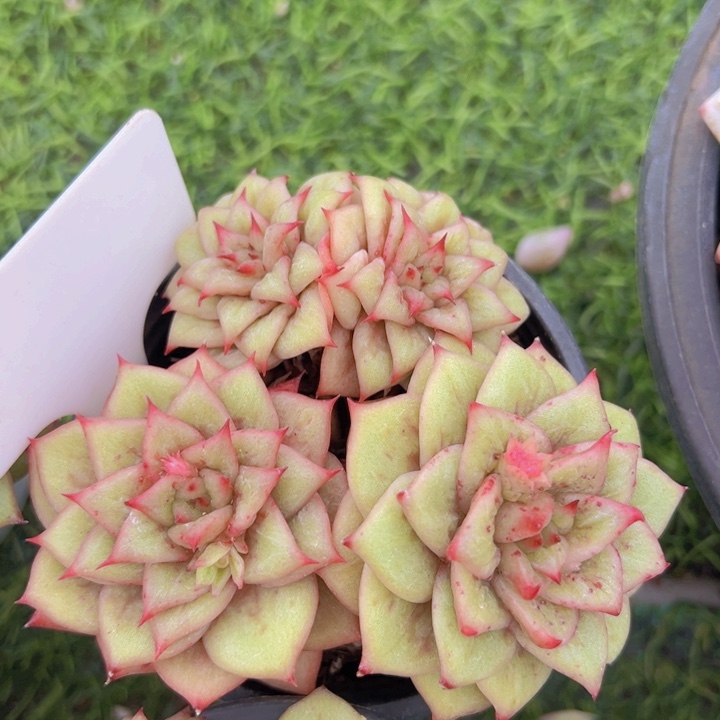 健健康康平平安安