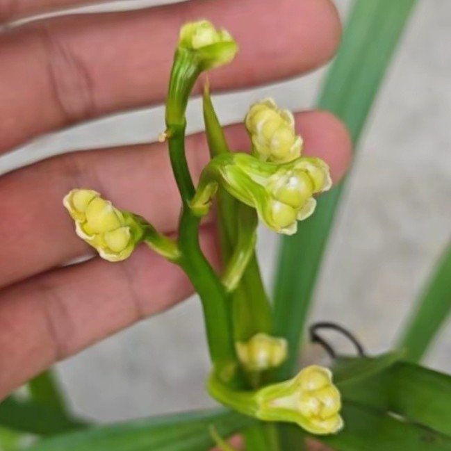 红嘴鸥奇花玉佛手  一苗