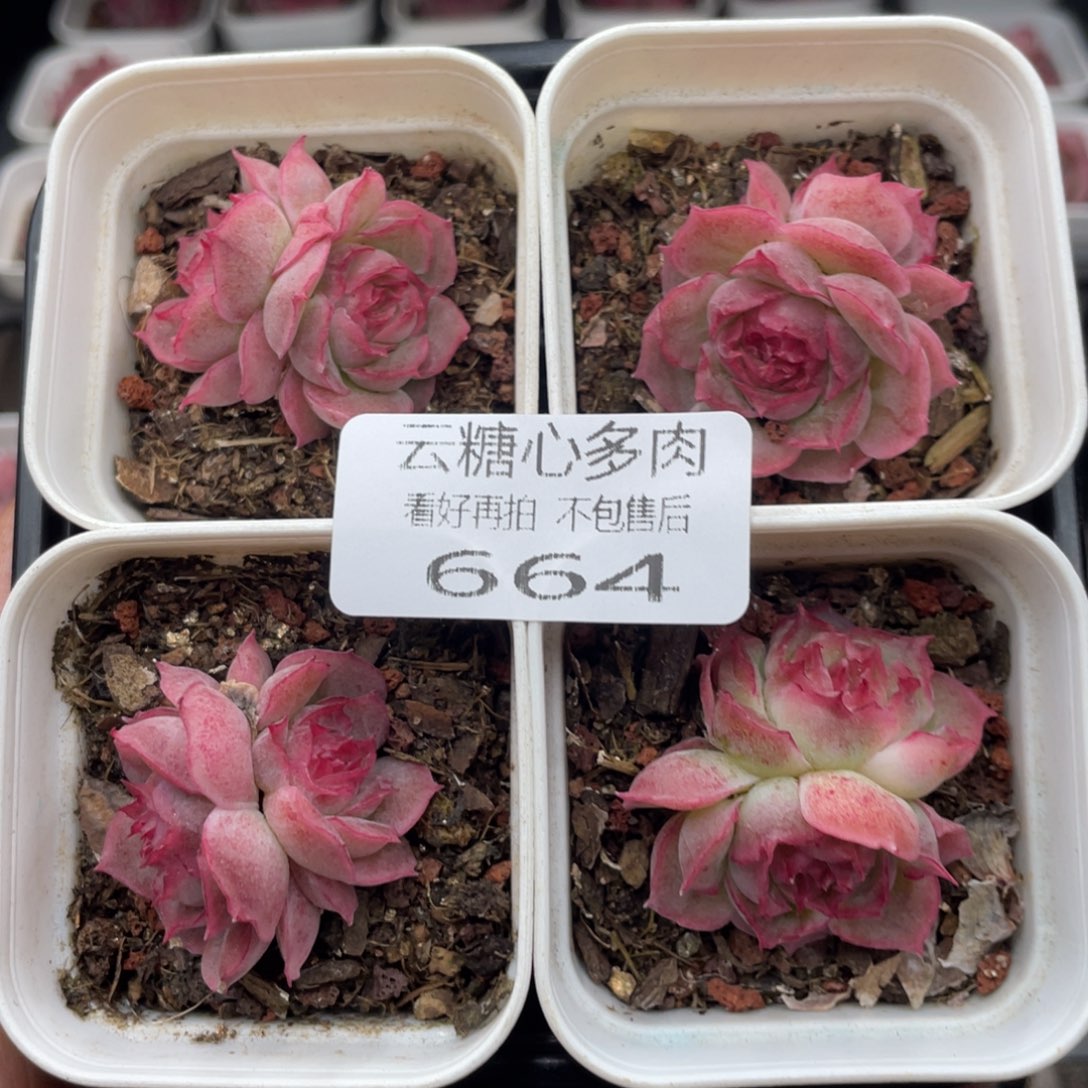 云糖心多肉植物664