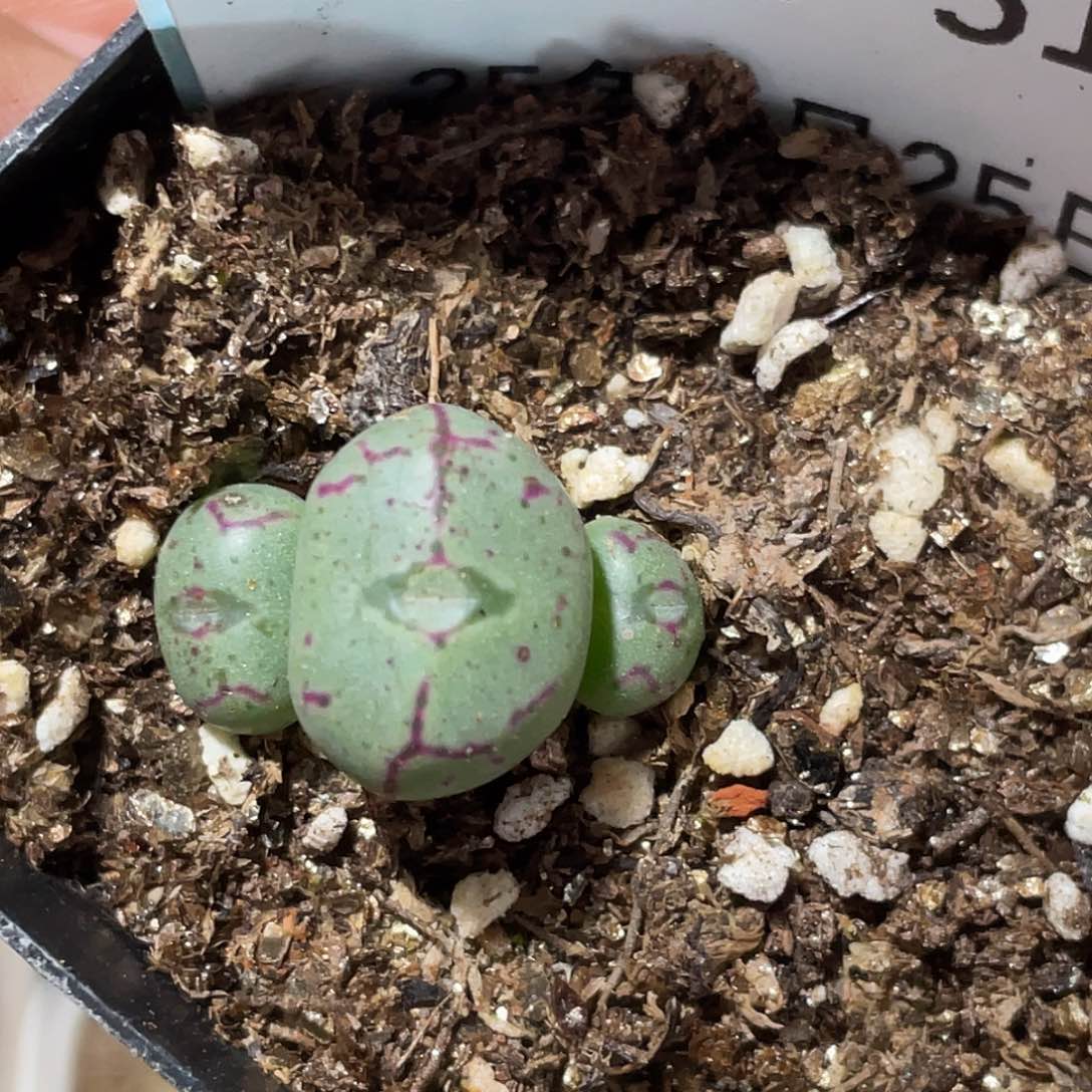 25-51肉锥多肉植物