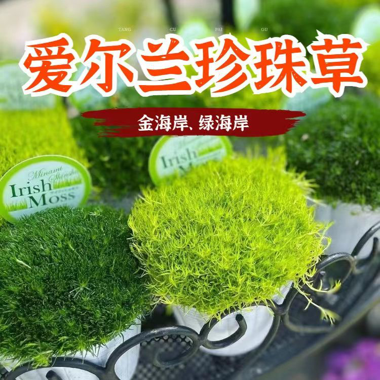 【这家花草铺】爱尔兰珍珠草耐寒耐旱开花 直播福利 五盆包邮